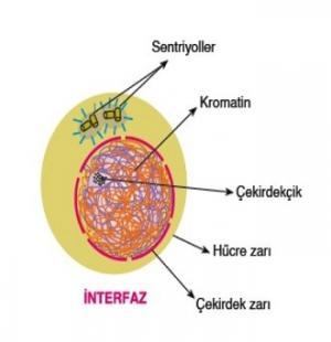 İnterfaz Evresi Nedir? İnterfaz Evresinde Ger&ccedil;ekleşen Olaylar