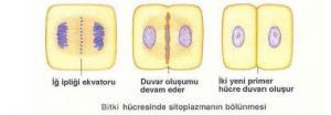 Hayvan ve Bitki H&uuml;cresinde Sitokinez