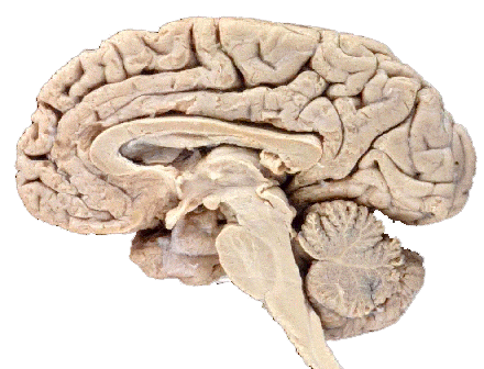 brain.gif