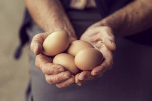 Endüstriyel Yumurta Üretiminin Tavuklar Üzerindeki Etkileri Nelerdir?