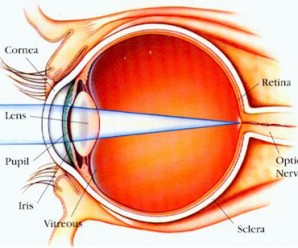 Görme Nasıl Gerçekleşir? Belirli Göz Hastalıkları Nelerdir?