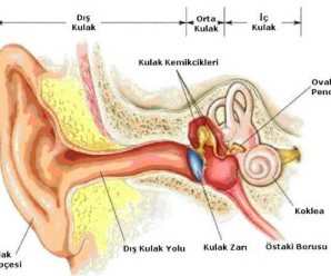 Kulak Hangi Bölümlerden Oluşmuştur? Nasıl Duyarız?