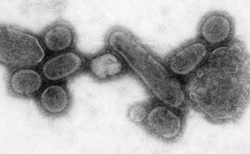 virus