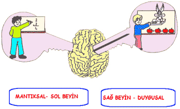 beyin3 beyin3