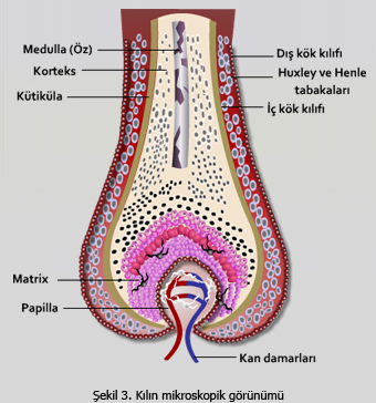 Saçın Yapısı ve Saç Dökülmesi