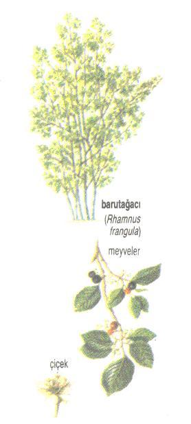 Barutun İcadı, Tarihçesi ve Kimyasal Yapısı
