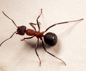 Karıncaların Hayatı ve Muhteşem Yaşam Şekilleri