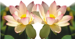 Lotus Bitkisi ve İnanılmaz Özellikleri