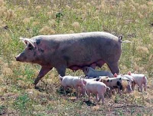 Trişinoz Hastalığı, Belirtileri ve Korunma Yolları