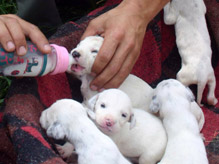 Yakın Dostlarımız Köpekler