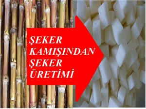 Şeker Kamışından Şeker Üretimi