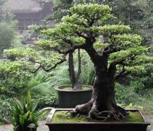 Bonsai Nedir? Nasıl Yetiştirilir?