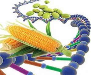 GDO'nun(Genetiği Değiştirilmiş Organizma) Yararları ve Zararları Nelerdir?