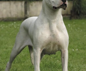 Dogo Argentino: Beyaz Ölüm Meleği