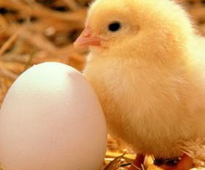 Kuş Yumurtaları ve Muhteşem Özellikleri