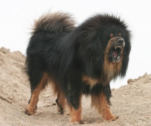 Bir Milyon Dolarlık Köpek: Tibet Mastifi