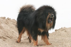Bir Milyon Dolarlık Köpek: Tibet Mastifi