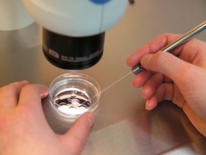 Tüp Bebek Uygulaması Nedir? Zararları Nelerdir?