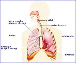Hıçkırık Nedir? Hıçkırığın Sebepleri Nelerdir?