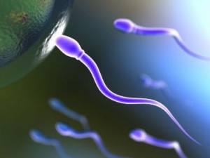 Mayoz Bölünme Nedir? Evreleri Nelerdir?