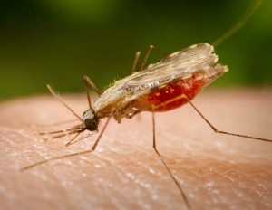 Sıtma Hastalığı(Malaria) Nedir? Belirtileri ve Tedavi Yöntemleri Nelerdir?