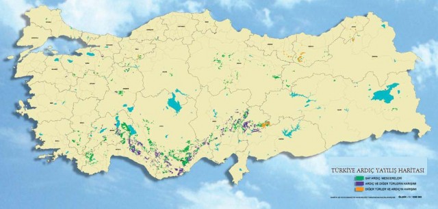 Ardıç Ağacı ve Şifalı Özellikleri