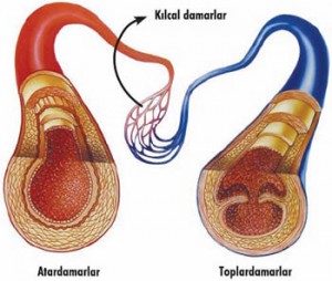 Damar Sertliği Nedir? Belirtileri ve Tedavi Yöntemleri Nelerdir?