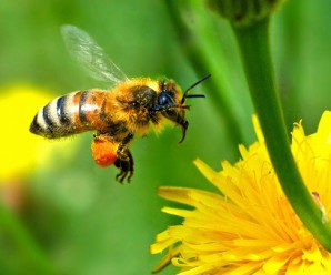 Arıların Yaşamı ve Aile İçerisindeki Arı Türleri