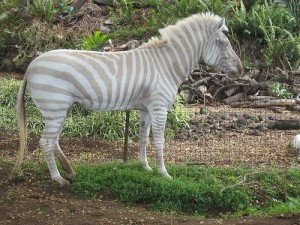 Albino Nedir? Akşınlık(Albinoluk) Hastalığının Nedenleri Nelerdir?