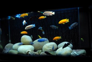 Akvaryum Dünyasının Efsane Balıkları: Cichlid'ler