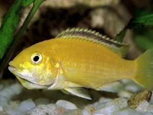 Akvaryum Dünyasının Efsane Balıkları: Cichlid'ler