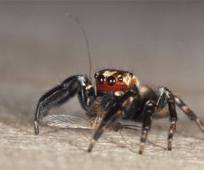 Evarcha Culicovora: Vampir Örümcek
