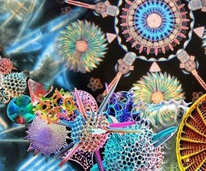 Diatom Canlıların Yapısı, Özellikleri ve Faydaları