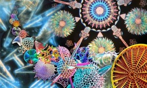 Diatom Canlıların Yapısı, Özellikleri ve Faydaları