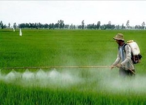 Haşere İlaçlama Nedir? Nasıl Yapılır?
