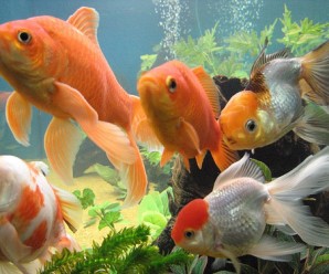 Akvaryumda Japon Balığı Nasıl Yetiştirilir?