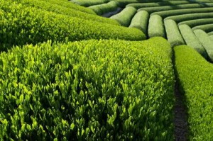 Çay Nasıl Yetişir? Faydaları Nelerdir?