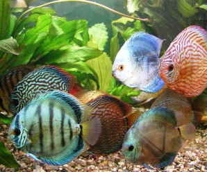 Akvaryumda Discus Balığı Nasıl Yetiştirilir?