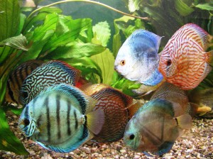 Akvaryumda Discus Balığı Nasıl Yetiştirilir?
