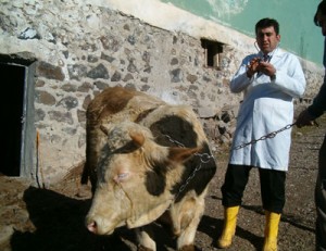 Şarbon Hastalığı(Anthrax) Nedir?