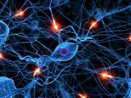 Sinir Sisteminin Temel Taşları: Nöronlar