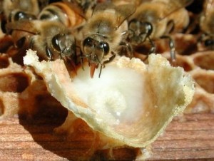 Arı Sütü Nedir? Faydaları Nelerdir?