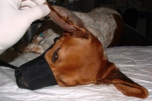 Köpeklerde Kulak Enfeksiyonları ve Tedavisi