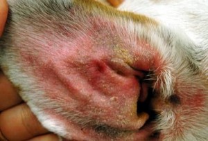 Köpeklerde Kulak Enfeksiyonları ve Tedavisi