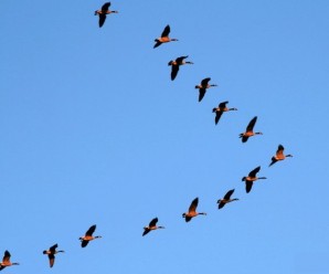 Kuşların Uçarken '' V '' Oluşturmasının Sebebi Nedir?