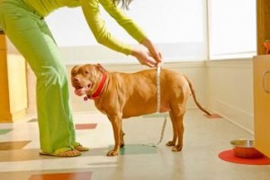 Köpeklerde Obezitenin Belirlenmesi ve Tedavisi