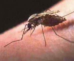 Sivrisinekler Neden Sokar? İnsan Kanını Nasıl Emerler?