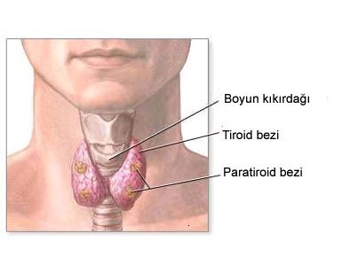 Kronik Yorgunluğun Sinsi Sebebi: Haşimoto Hastalığı