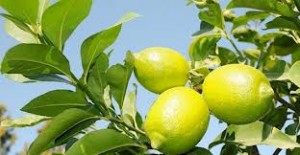 limon2 Limonun Faydaları Nelerdir?
