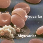 3255_kan_pihti_r2